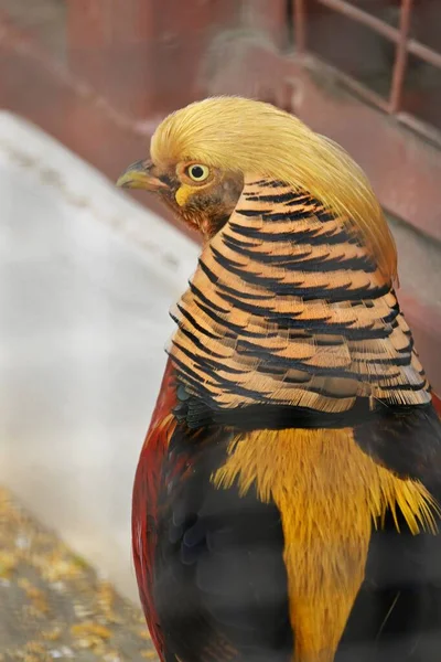 Faisão Dourado Chrysolophus Pictus Galliformes Phasianidae Aves Família Faisão Que — Fotografia de Stock