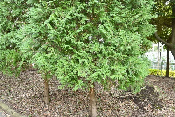 Thuja Thuja Occifellis Leaves Cupressaceae Evergreen Хвойное Дерево Рожденное Северной — стоковое фото