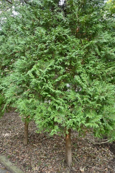 Thuja Thuja Ocidentalis 北米原産のクプレサセア常緑針葉樹 粉砕すると 葉には爽やかなレモンのような香りがします — ストック写真
