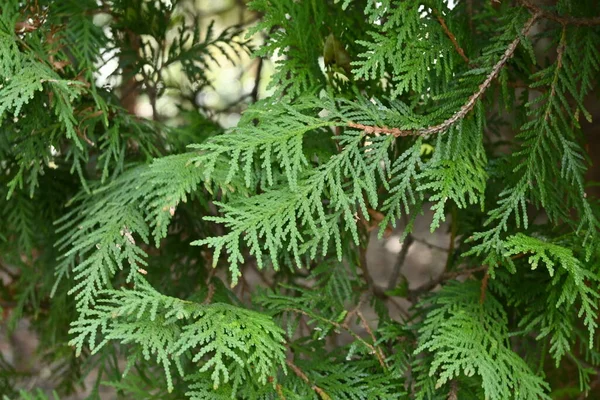Thuja Thuja Occidentalis Blättert Cupressaceae Immergrüner Nadelbaum Aus Nordamerika Beim — Stockfoto