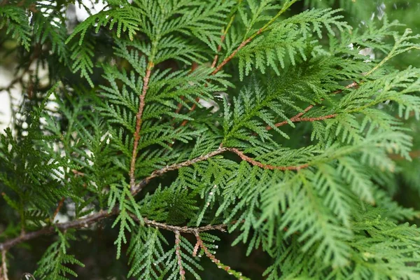 Liście Thuja Thuja Occidentalis Cupressaceae Wiecznie Zielone Drzewo Iglaste Pochodzi Obrazy Stockowe bez tantiem