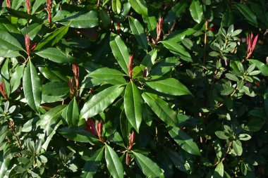 Red Robin ateş ediyor. Rosaceae her zaman yeşildir. Yeni filizlerin kırmızı rengi güzel ve zararlılara karşı dayanıklıdır, bu yüzden genellikle çit olarak kullanılır..