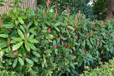 Red Robin ateş ediyor. Rosaceae her zaman yeşildir. Yeni filizlerin kırmızı rengi güzel ve zararlılara karşı dayanıklıdır, bu yüzden genellikle çit olarak kullanılır..