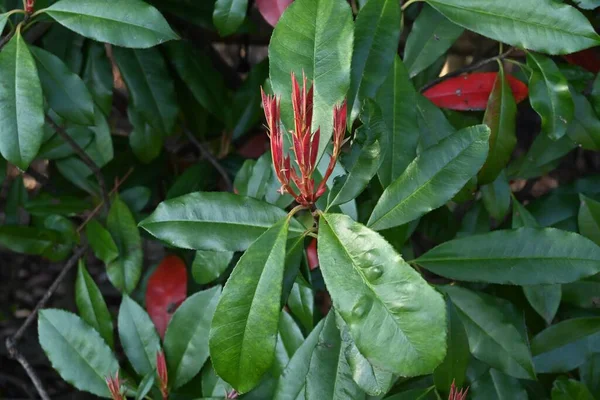 Red Robin Ateş Ediyor Rosaceae Her Zaman Yeşildir Yeni Filizlerin — Stok fotoğraf