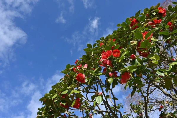 Červené Květy Kamélie Pětimístkové Květy Kvetou Února Dubna Tmavě Hnědá — Stock fotografie