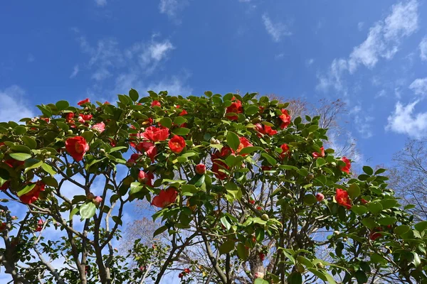 Red camellia flowers. Five-petaled flowers bloom from February to April, and dark brown seeds come out from ripe fruits from September to November.