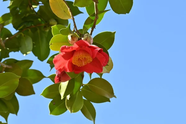Red camellia flowers. Five-petaled flowers bloom from February to April, and dark brown seeds come out from ripe fruits from September to November.