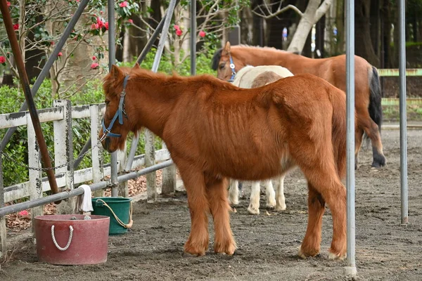 Crianças Desfrutando Passeios Cavalo Canto Experiência Passeio Pônei Zoológico Petting — Fotografia de Stock