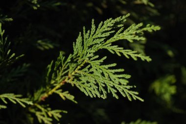 Bir parça Leyland servisi (Cupressocyparis leylandii). Cupressaceae her zaman yeşil kozalaklı ağaç. Yapraklar yıl boyunca koyu yeşildir ve çabucak büyür, bu yüzden çitler için kullanılır..