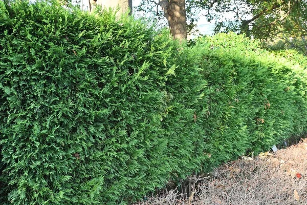 ライランドヒノキ Cupprescyparis Leylandii のヘッジ キジ科常緑針葉樹の木 葉は一年中濃緑色ですぐに成長するので ヘッジに使用されます — ストック写真