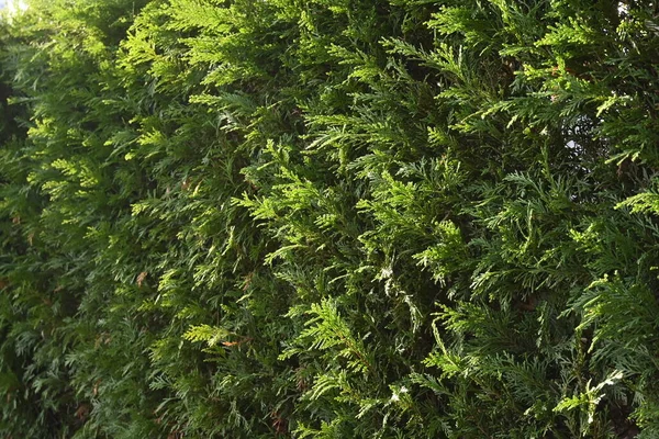 Een Heg Van Leyland Cipres Cupressocyparis Leylandii Cupressaceae Altijdgroene Naaldboom — Stockfoto
