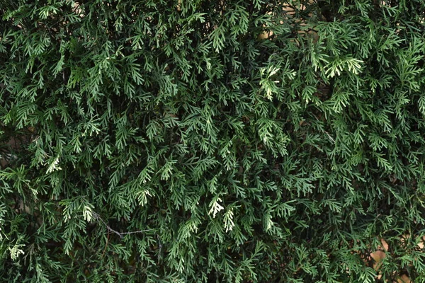 Hedge Leyland Cypress Cupressocyparis Leylandii Cupressaceae Árbol Coníferas Hoja Perenne —  Fotos de Stock