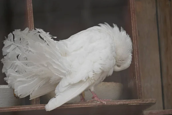 Kolumba Liwia Var Domestica Rasa Gołębia Skalnego Pochodzi Indii Białym — Zdjęcie stockowe