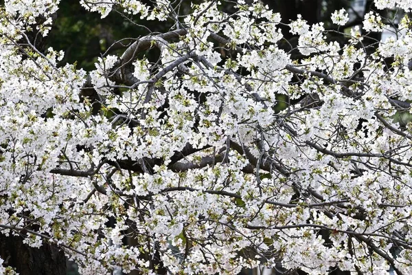 Wiśnia Kwitnie Pełnym Rozkwicie Parku Wiosenny Widok Japonii Sezonowy Materiał — Zdjęcie stockowe