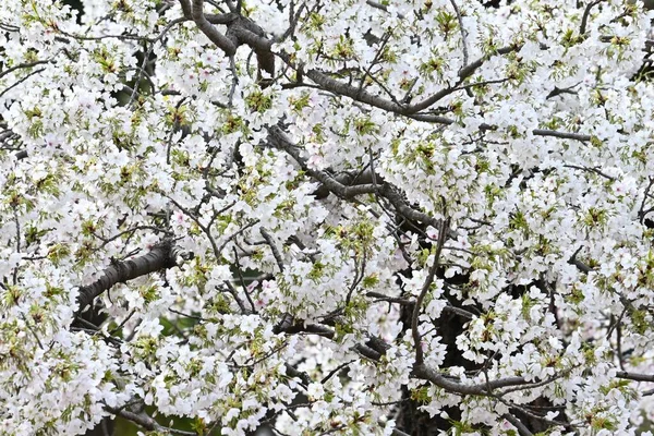 Třešňové Květy Plném Květu Parku Jarní Pohled Japonsko Sezónní Podkladový — Stock fotografie