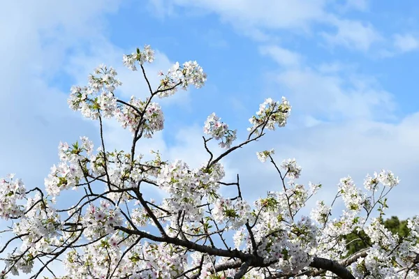 Cereja Floresce Plena Floração Parque Vista Primavera Japão Material Fundo — Fotografia de Stock