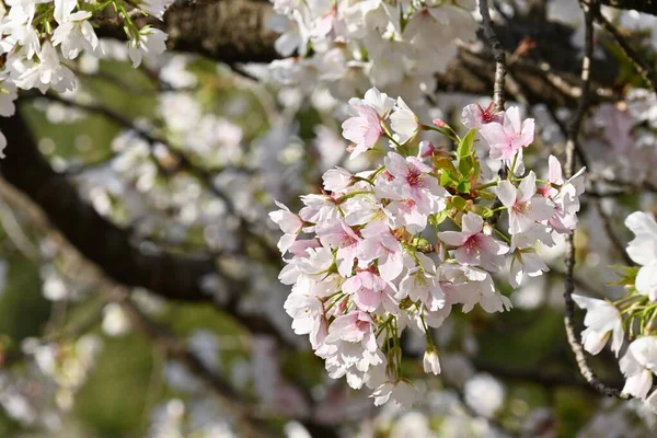 公園内に満開の桜 日本の春の光景 季節の背景資料 — ストック写真