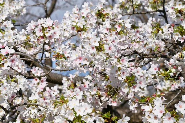 Les Cerisiers Fleurissent Pleine Floraison Dans Parc Vue Printanière Japon — Photo