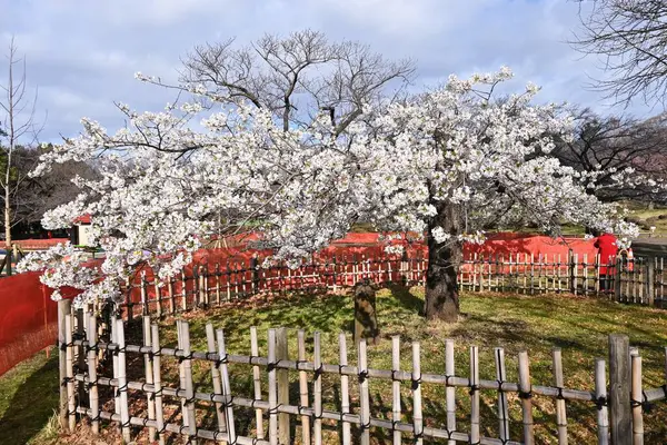 Άνθη Κερασιάς Πλήρη Άνθιση Στο Πάρκο Ανοιξιάτικο Θέαμα Της Ιαπωνίας — Φωτογραφία Αρχείου