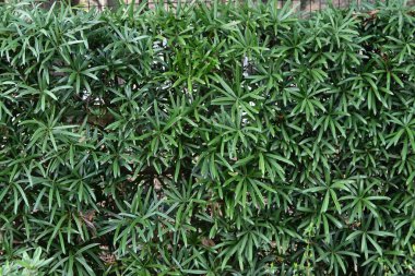  Bir Budist çamı çiti (Podocarpus makrophyllus) ağacı. Dioecious ve Podocarpaceae kozalaklı ağaçlar. Bahçe ağaçları, bonsai, çitler ve rüzgarlar için kullanılır..