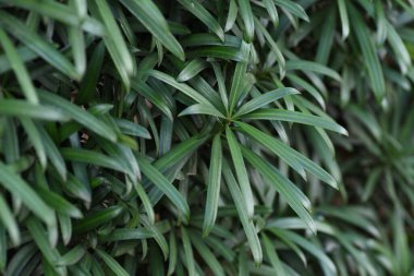  Bir Budist çamı çiti (Podocarpus makrophyllus) ağacı. Dioecious ve Podocarpaceae kozalaklı ağaçlar. Bahçe ağaçları, bonsai, çitler ve rüzgarlar için kullanılır..