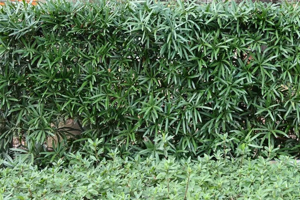Żywopłot Buddyjskiej Sosny Podocarpus Macrophyllus Drzewo Dioecious Podocarpaceae Wiecznie Zielone — Zdjęcie stockowe