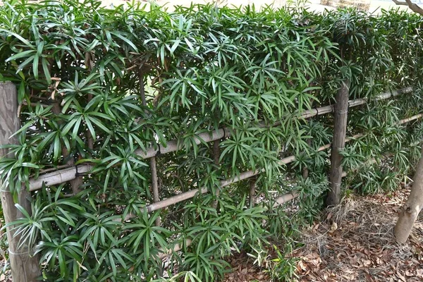 Häck Buddistisk Tall Podocarpus Macrophyllus Träd Dioika Och Podocarpaceae Evergreen — Stockfoto