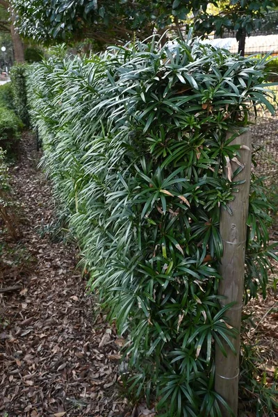 Żywopłot Buddyjskiej Sosny Podocarpus Macrophyllus Drzewo Dioecious Podocarpaceae Wiecznie Zielone — Zdjęcie stockowe