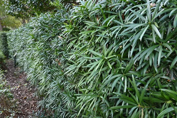 Haie Pin Bouddhiste Podocarpus Macrophyllus Conifères Dioïques Podocarpaceae Feuilles Persistantes — Photo