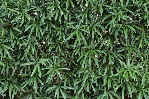 Bir Budist Çamı Çiti Podocarpus Makrophyllus Ağacı Dioecious Podocarpaceae Kozalaklı — Stok fotoğraf