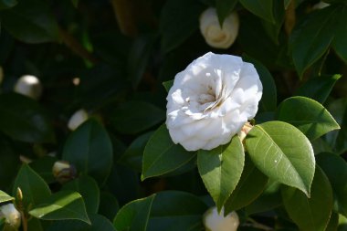 Beyaz kamelya japonica çiçekleri. Theaceae her zaman yeşil bir çalı. Çiçek mevsimi şubattan nisana kadardır..