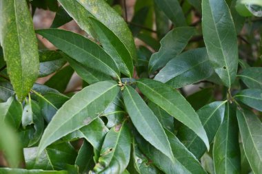 Quercus myrsinifolia (Akmeşe / Bambu yapraklı meşe ağacı) çiti ve yaprakları. Fagaceae her zaman yeşil ağaç. Rüzgar kırıkları, çitler, park ağaçları, sokak ağaçları ve bahçe ağaçları için kullanılır..