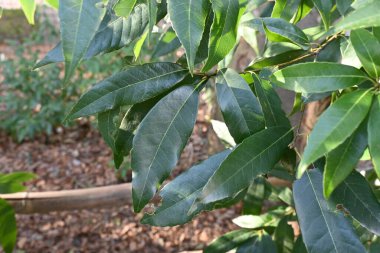 Quercus myrsinifolia (Akmeşe / Bambu yapraklı meşe ağacı) çiti ve yaprakları. Fagaceae her zaman yeşil ağaç. Rüzgar kırıkları, çitler, park ağaçları, sokak ağaçları ve bahçe ağaçları için kullanılır..