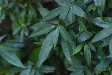 Quercus myrsinifolia (Akmeşe / Bambu yapraklı meşe ağacı) çiti ve yaprakları. Fagaceae her zaman yeşil ağaç. Rüzgar kırıkları, çitler, park ağaçları, sokak ağaçları ve bahçe ağaçları için kullanılır..