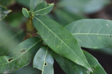 Quercus myrsinifolia (Akmeşe / Bambu yapraklı meşe ağacı) çiti ve yaprakları. Fagaceae her zaman yeşil ağaç. Rüzgar kırıkları, çitler, park ağaçları, sokak ağaçları ve bahçe ağaçları için kullanılır..