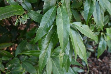 Quercus myrsinifolia (Akmeşe / Bambu yapraklı meşe ağacı) çiti ve yaprakları. Fagaceae her zaman yeşil ağaç. Rüzgar kırıkları, çitler, park ağaçları, sokak ağaçları ve bahçe ağaçları için kullanılır..