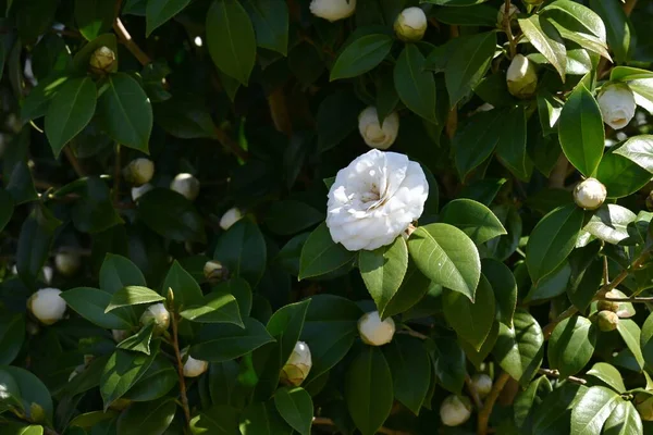 Bílá Kamélie Japonica Květiny Věčně Zelený Keř Období Kvetení Února — Stock fotografie