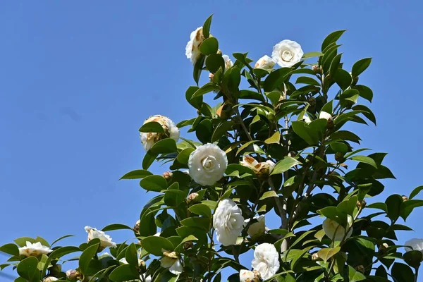 Białe Kwiaty Kamelii Japońskiej Zielonozielony Krzew Aceae Sezon Kwitnienia Trwa — Zdjęcie stockowe