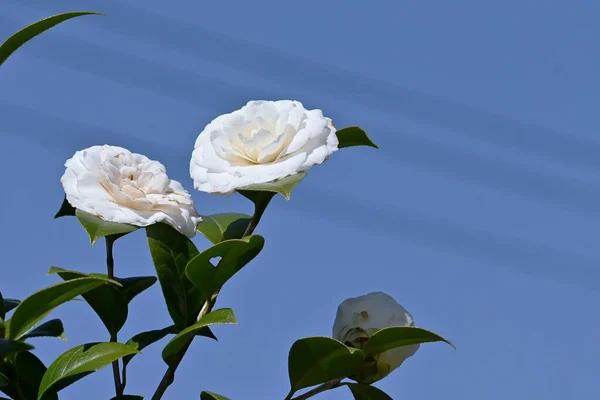 Białe Kwiaty Kamelii Japońskiej Zielonozielony Krzew Aceae Sezon Kwitnienia Trwa — Zdjęcie stockowe