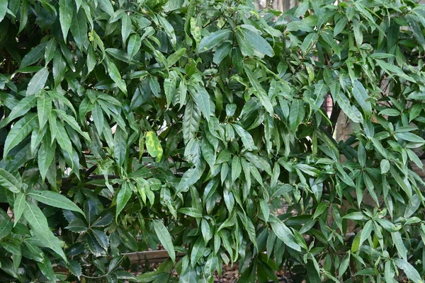 Quercus Myrsinifolia White Oak Bamboo Leaved Oak Hedge Leaves Fagaceae — Stock Photo, Image