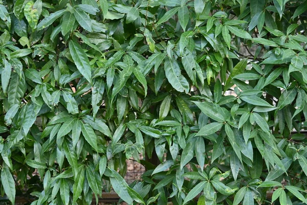 Quercus Myrsinifolia Valkotammi Bambu Lehtitammi Pensasaita Lehdet Fagaceae Ikivihreä Puu — kuvapankkivalokuva