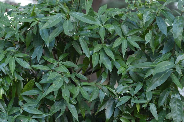 Quercus Myrsinifolia Λευκή Βελανιδιά Μπαμπού Δρυς Θάμνος Και Φύλλα Fagaceae — Φωτογραφία Αρχείου