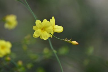 Yasemin (Jasminum nudiflorum) çiçekleri. Oleaceae yarı-sarmaşık yaprak döken çalı. Şubat 'tan Nisan' a kadar sarkan ince dallarda 6 yapraklı sarı çiçekler açar..