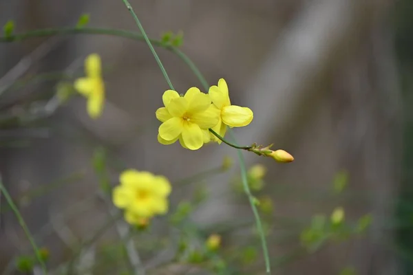 Zimowe Kwiaty Jaśminu Jasminum Nudiflorum Krzew Liściasty Oleaceae Kwitnie Cienkich — Zdjęcie stockowe