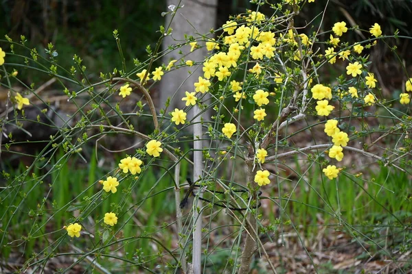 Flores Jazmín Invierno Jasminum Nudiflorum Oleaceae Arbusto Caducifolio Semi Vid — Foto de Stock