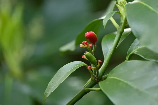 Aucuba Japonica Originaire Japon Aucubaceae Arbuste Dioïque Feuilles Persistantes Saison — Photo