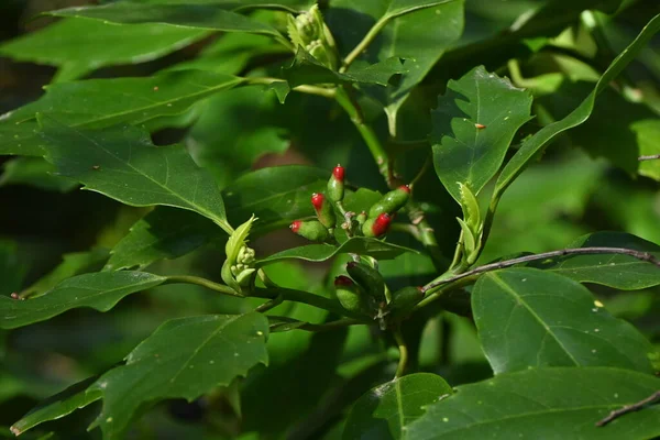 토착종 Aucubaceae Evergreen Dioecious Shrub 계절은 월부터 월까지 열매는 가을에 — 스톡 사진