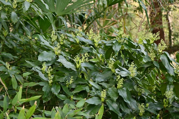 Aucuba Japonica Originaria Japón Aucubaceae Evergreen Arbusto Dioico Temporada Floración — Foto de Stock