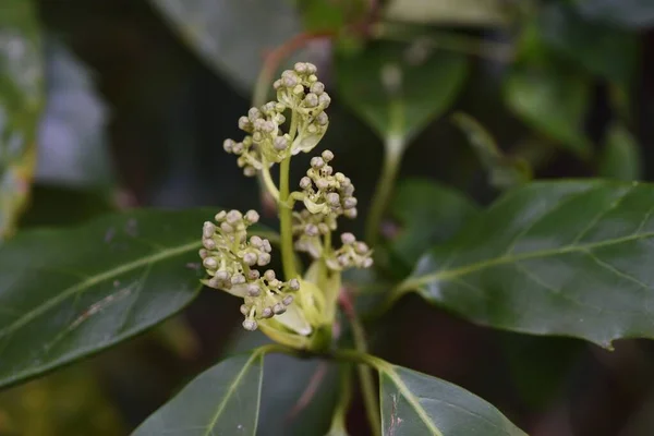 Aucuba Japonica Japonya Özgü Aucubaceae Her Zaman Yeşil Dioecious Çalısı — Stok fotoğraf