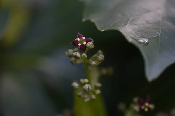 Аукуба Японика Уроженец Японии Aucubaceae Evergreen Dioecious Shrub Цветочный Сезон — стоковое фото
